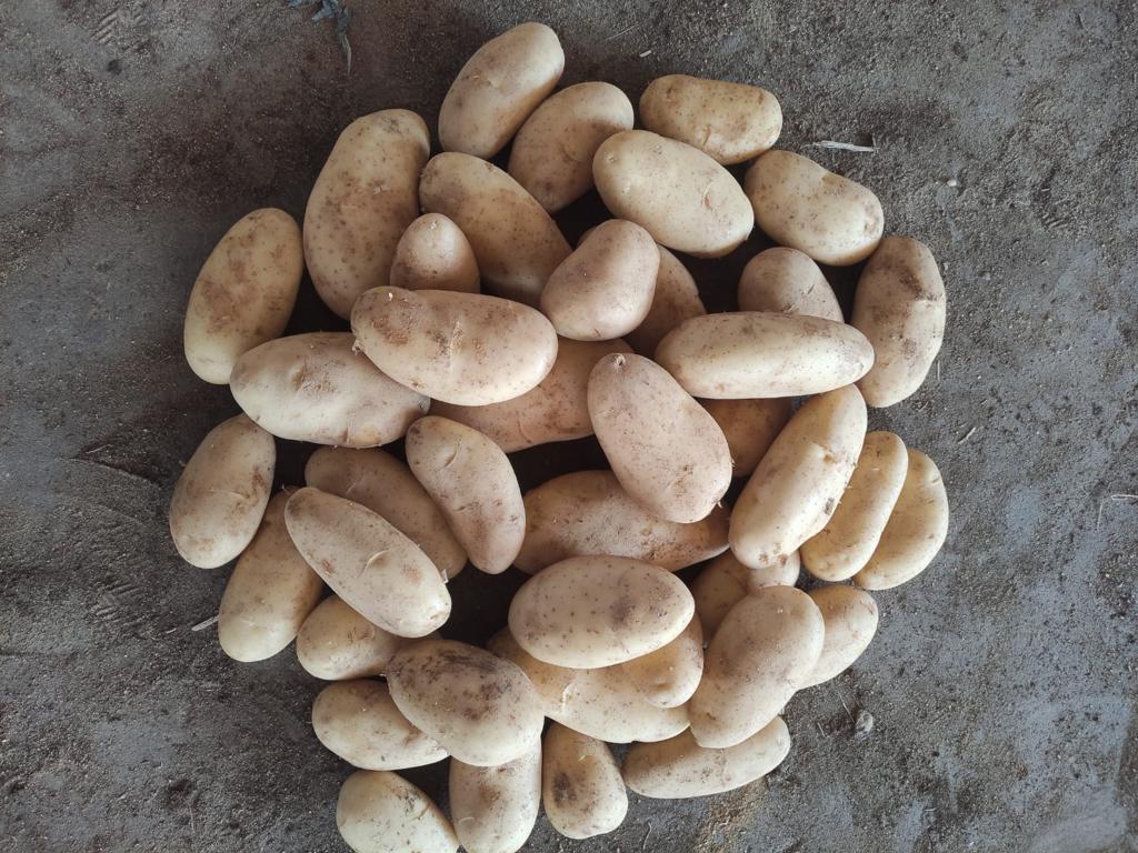 Product image - now available #Fresh_Potatoes 🥔
Best Quality 💯
Best Price💯
Order Now 💥
Best Regards
Ms / Merna Hesham
for any inquiries please contact me
Tel:0020402544299☎
Cell(whats-app) 00201093042965📞
email :alshamsexporting@yahoo.com✉